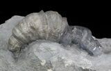 Devonian Horn Coral With Trilobite Head - New York #40694-2